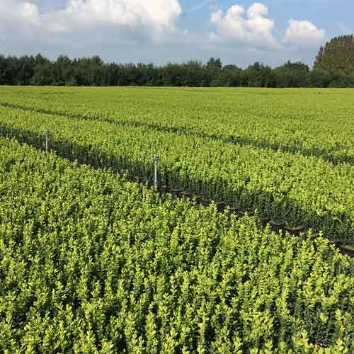 1 Litre 20-30cm Pot Grown Buxus Sempervirens Box Hedging | ScotPlants Direct